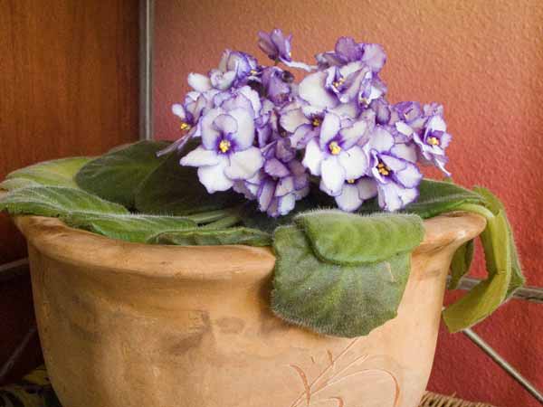 AfricanViolet