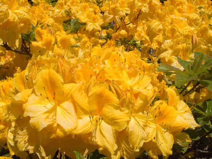 YellowRhodyClose2